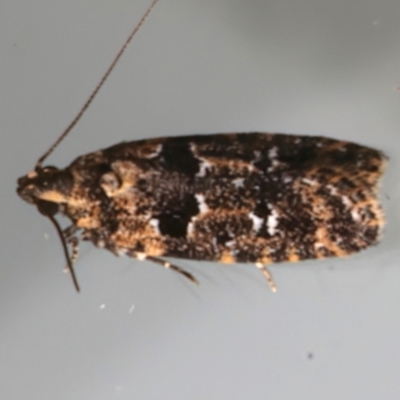 Ardozyga sodalisella (A Gelechioid moth) at Ainslie, ACT - 10 Dec 2023 by jb2602