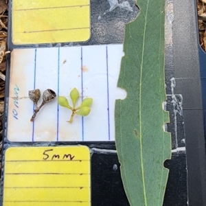 Eucalyptus melliodora at Kambah, ACT - 13 Dec 2023 11:22 AM