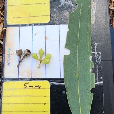 Eucalyptus melliodora (Yellow Box) at Kambah, ACT - 13 Dec 2023 by Steve818