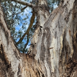 Eucalyptus melliodora at Kambah, ACT - 13 Dec 2023