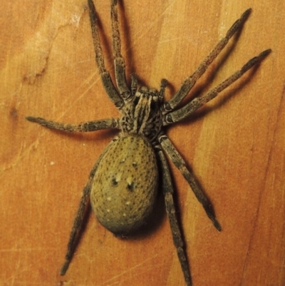 Mituliodon tarantulinus (Prowling Spider) at Conder, ACT - 7 Oct 2023 by michaelb