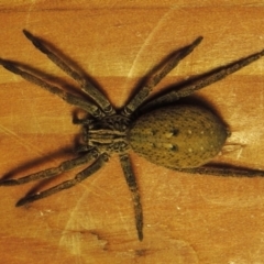 Mituliodon tarantulinus at Pollinator-friendly garden Conder - 7 Oct 2023 09:41 PM