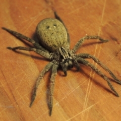 Mituliodon tarantulinus at Pollinator-friendly garden Conder - 7 Oct 2023