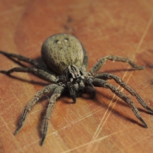 Mituliodon tarantulinus at Pollinator-friendly garden Conder - 7 Oct 2023 09:41 PM