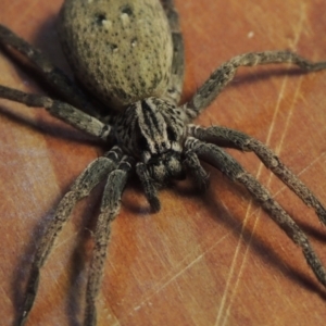 Mituliodon tarantulinus at Pollinator-friendly garden Conder - 7 Oct 2023