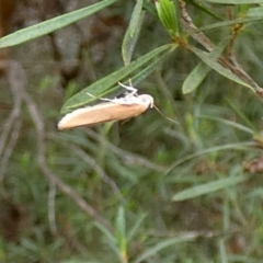 Eochrois dejunctella (A Concealer moth (Wingia Group)) at QPRC LGA - 13 Dec 2023 by Paul4K