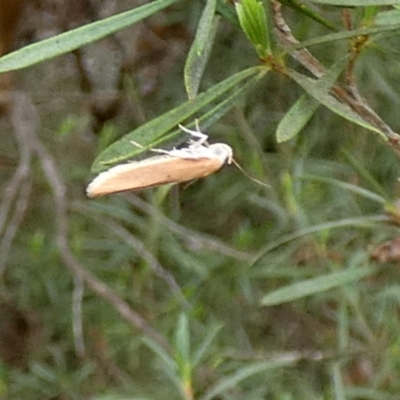 Unidentified Concealer moth (Oecophoridae) at QPRC LGA - 12 Dec 2023 by Paul4K