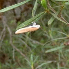 Unidentified Concealer moth (Oecophoridae) at QPRC LGA - 12 Dec 2023 by Paul4K