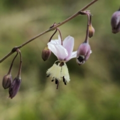 Arthropodium milleflorum (Vanilla Lily) at QPRC LGA - 13 Dec 2023 by Csteele4