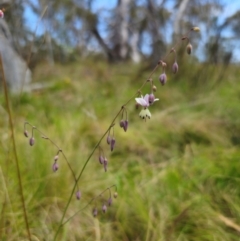 Arthropodium milleflorum at QPRC LGA - 13 Dec 2023