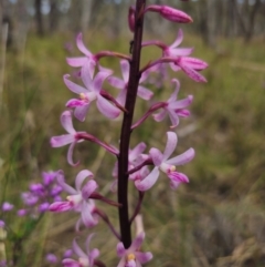 Dipodium roseum (Rosy Hyacinth Orchid) at QPRC LGA - 13 Dec 2023 by Csteele4