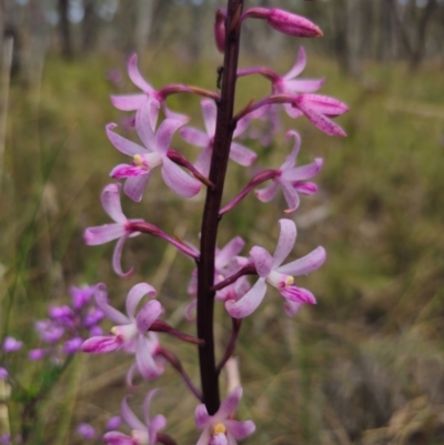 Dipodium roseum (Rosy Hyacinth Orchid) at Captains Flat, NSW - 13 Dec 2023 by Csteele4
