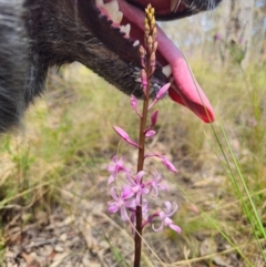 Dipodium roseum at QPRC LGA - suppressed