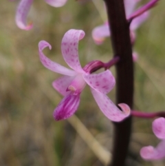 Dipodium roseum at QPRC LGA - suppressed