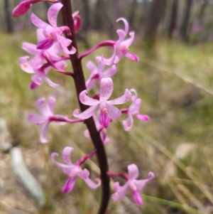 Dipodium roseum at QPRC LGA - suppressed