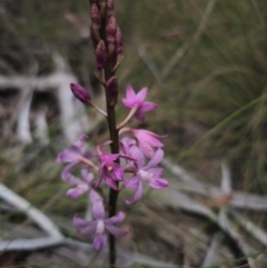 Dipodium roseum at QPRC LGA - suppressed