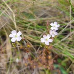 Drosera auriculata (Tall Sundew) at QPRC LGA - 13 Dec 2023 by Csteele4