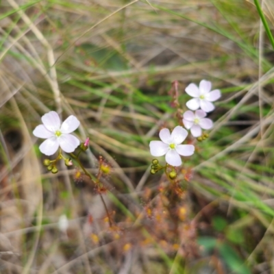 Drosera auriculata (Tall Sundew) at Captains Flat, NSW - 13 Dec 2023 by Csteele4