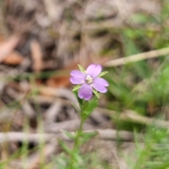 Epilobium billardiereanum (Willowherb) at Captains Flat, NSW - 13 Dec 2023 by Csteele4