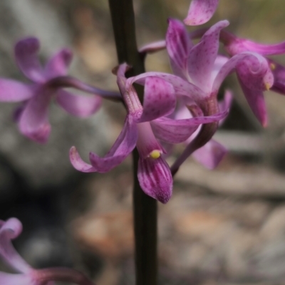 Dipodium roseum (Rosy Hyacinth Orchid) at Captains Flat, NSW - 13 Dec 2023 by Csteele4