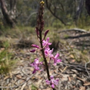 Dipodium roseum at QPRC LGA - 13 Dec 2023