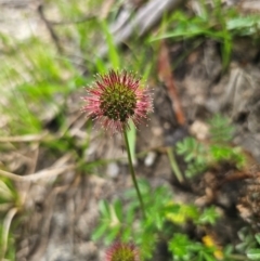 Acaena novae-zelandiae (Bidgee Widgee) at Captains Flat, NSW - 13 Dec 2023 by Csteele4