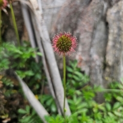 Acaena novae-zelandiae at QPRC LGA - 13 Dec 2023