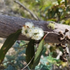 Eucalyptus pauciflora subsp. pauciflora (White Sally, Snow Gum) at Captains Flat, NSW - 12 Dec 2023 by Csteele4