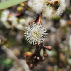 Eucalyptus pauciflora subsp. pauciflora at QPRC LGA - 13 Dec 2023 10:54 AM