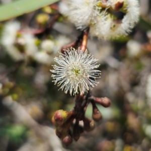 Eucalyptus pauciflora subsp. pauciflora at QPRC LGA - 13 Dec 2023 10:54 AM