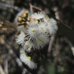 Eucalyptus pauciflora subsp. pauciflora at QPRC LGA - 13 Dec 2023