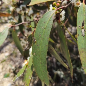 Eucalyptus pauciflora subsp. pauciflora at QPRC LGA - 13 Dec 2023