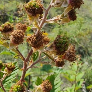 Rubus anglocandicans at Point Hut to Tharwa - 13 Dec 2023