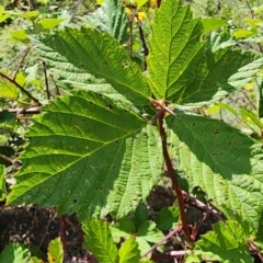 Rubus anglocandicans at Point Hut to Tharwa - 13 Dec 2023 10:15 AM