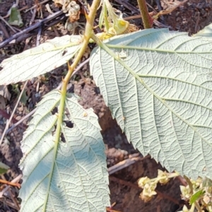 Rubus anglocandicans at Point Hut to Tharwa - 13 Dec 2023 10:15 AM