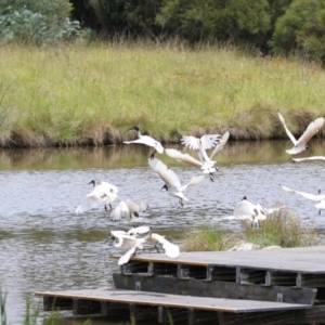 Threskiornis molucca at Point Hut Pond - 12 Dec 2023