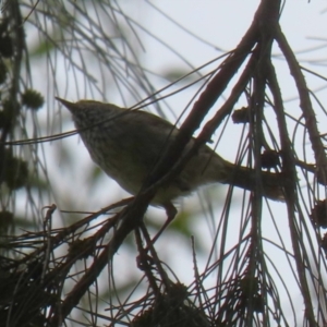 Acanthiza pusilla at Point Hut Pond - 12 Dec 2023 12:48 PM