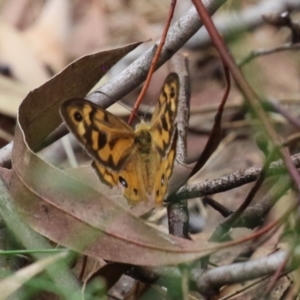 Heteronympha merope at Point Hut Pond - 12 Dec 2023 01:03 PM