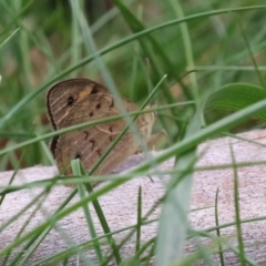 Heteronympha merope at Point Hut Pond - 12 Dec 2023 01:03 PM