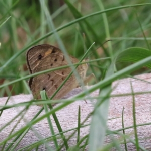 Heteronympha merope at Point Hut Pond - 12 Dec 2023