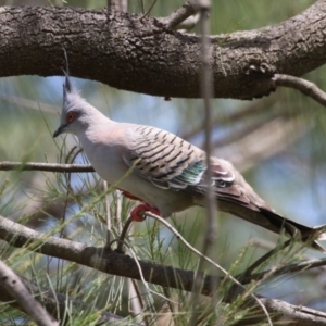 Ocyphaps lophotes at Point Hut Pond - 12 Dec 2023