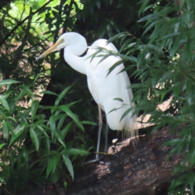 Ardea alba (Great Egret) at Gordon, ACT - 12 Dec 2023 by RodDeb