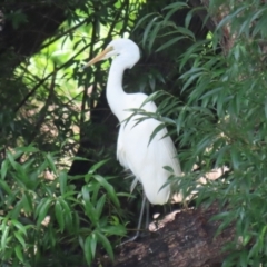 Ardea alba at Point Hut Pond - 12 Dec 2023