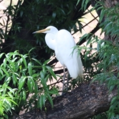 Ardea alba at Point Hut Pond - 12 Dec 2023