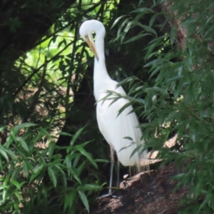 Ardea alba at Point Hut Pond - 12 Dec 2023