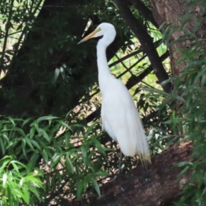 Ardea alba at Point Hut Pond - 12 Dec 2023