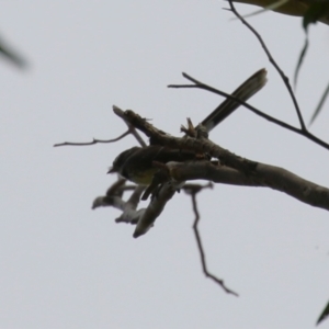 Rhipidura albiscapa at Point Hut Pond - 12 Dec 2023