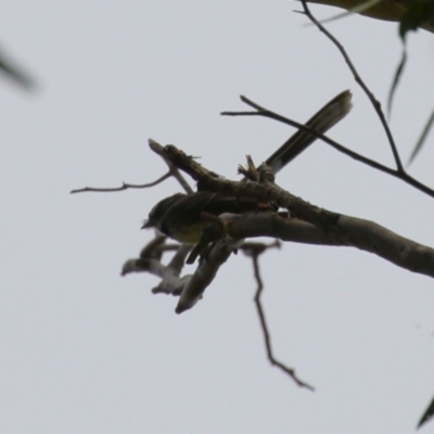 Rhipidura albiscapa (Grey Fantail) at Point Hut Pond - 12 Dec 2023 by RodDeb