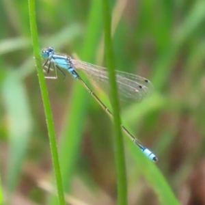 Ischnura heterosticta at Point Hut Pond - 12 Dec 2023