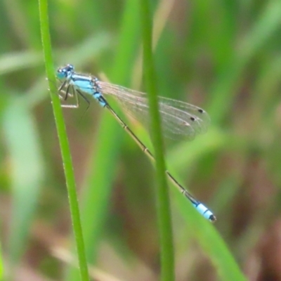 Ischnura heterosticta (Common Bluetail Damselfly) at Gordon, ACT - 12 Dec 2023 by RodDeb